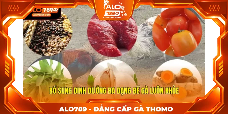 Bổ sung dinh dưỡng đa dạng để gà luôn khỏe Bổ sung dinh dưỡng đa dạng để gà luôn khỏe