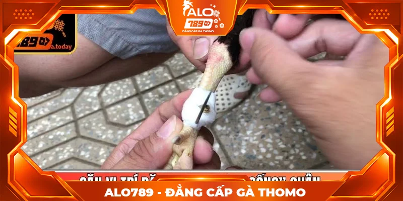 Căn vị trí đặt theo “xương sống” chân Căn vị trí đặt theo “xương sống” chân