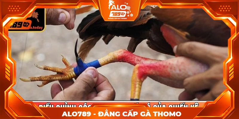 Điều chỉnh góc cựa theo lối đá của chiến kê Điều chỉnh góc cựa theo lối đá của chiến kê