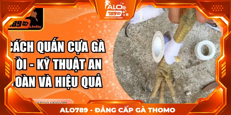 Cách Quấn Cựa Gà Nòi - Kỹ Thuật An Toàn Và Hiệu Quả