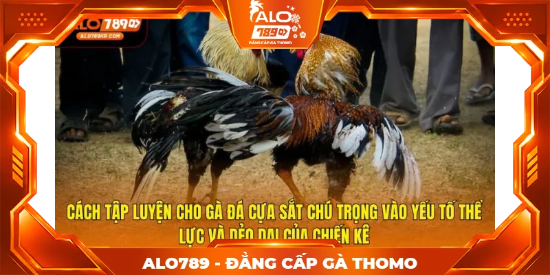 Cách tập luyện cho gà đá cựa sắt chú trọng vào yếu tố thể lực và dẻo dai của chiến kê Cách tập luyện cho gà đá cựa sắt chú trọng vào yếu tố thể lực và dẻo dai của chiến kê