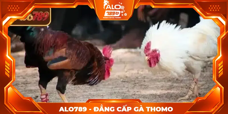 Cách xem lịch đá gà Thomo hôm nay ALO789 nhanh và chính xác