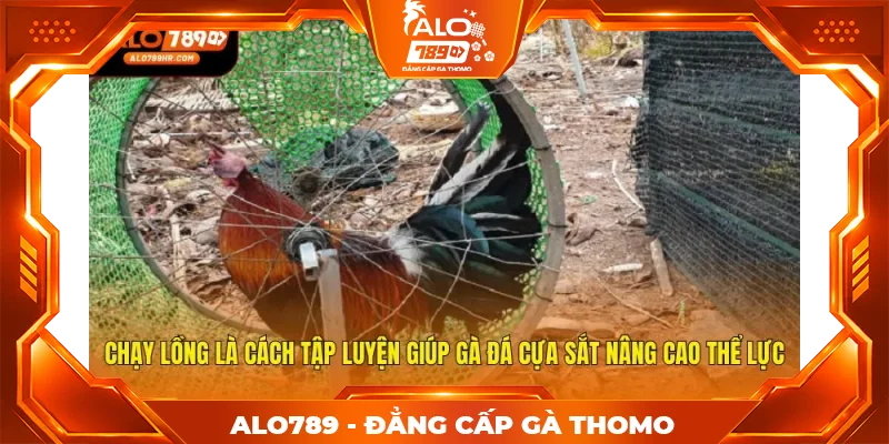 Chạy lồng là cách tập luyện giúp gà đá cựa sắt nâng cao thể lực Chạy lồng là cách tập luyện giúp gà đá cựa sắt nâng cao thể lực