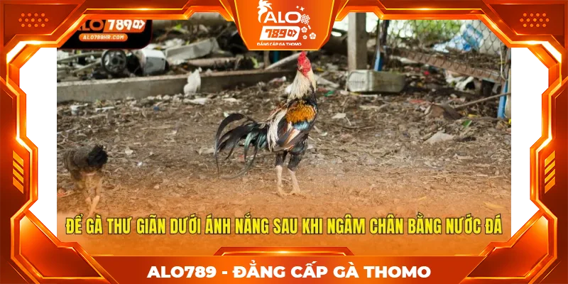 Để gà thư giãn dưới ánh nắng sau khi ngâm chân bằng nước đá Để gà thư giãn dưới ánh nắng sau khi ngâm chân bằng nước đá