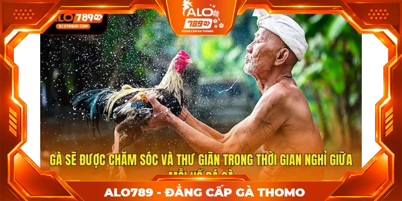 Gà sẽ được chăm sóc và thư giãn trong thời gian nghỉ giữa mỗi hồ đá gà