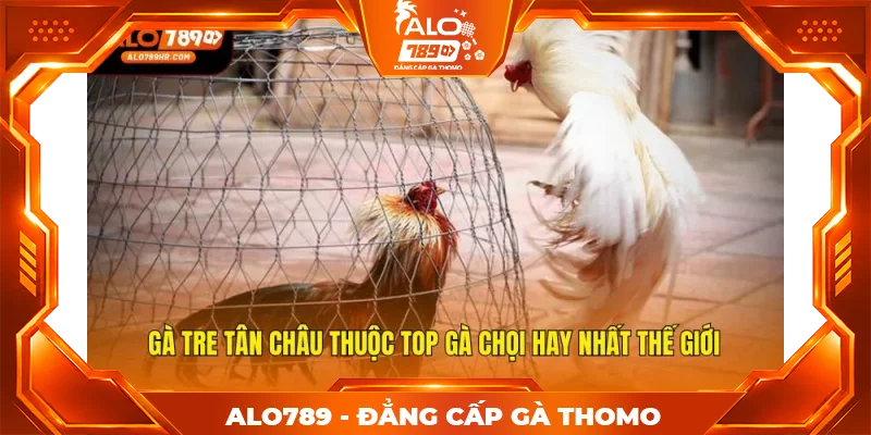 Gà Tre Tân Châu thuộc top gà chọi hay nhất thế giới