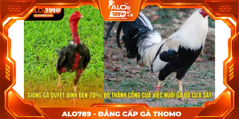 Giống gà quyết định đến 70% độ thành công của việc nuôi gà đá cựa sắt Giống gà quyết định đến 70% độ thành công của việc nuôi gà đá cựa sắt