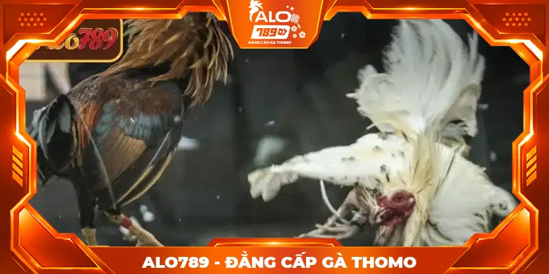 Hướng dẫn chơi đá gà cựa dao ALO789 đơn giản, dễ hiểu Hướng dẫn chơi đá gà cựa dao ALO789 đơn giản, dễ hiểu