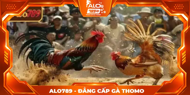 Lịch đá gà Thomo hôm nay ALO789 theo từng sảnh đấu
