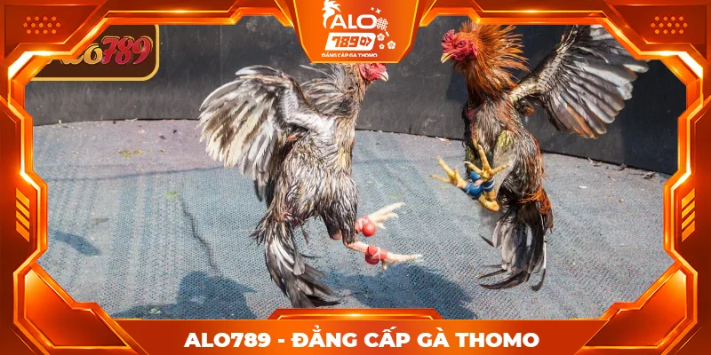 Luật chơi đá gà Thomo ALO789 chi tiết từ A-Z Luật chơi đá gà Thomo ALO789 chi tiết từ A-Z