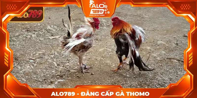 Luật tham gia đá gà cựa sắt chi tiết tại ALO789 Luật tham gia đá gà cựa sắt chi tiết tại ALO789