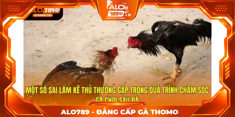 Một số sai lầm kê thủ thường gặp trong quá trình chăm sóc gà chọi sau đá