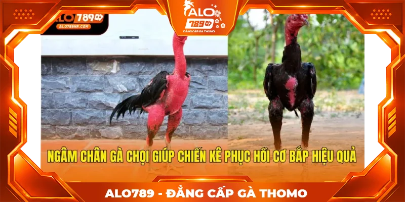 Ngâm chân gà chọi giúp chiến kê phục hồi cơ bắp hiệu quả Ngâm chân gà chọi giúp chiến kê phục hồi cơ bắp hiệu quả