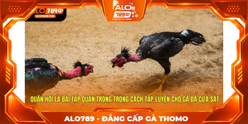 Quần hơi là bài tập quan trọng trong cách tập luyện cho gà đá cựa sắt Quần hơi là bài tập quan trọng trong cách tập luyện cho gà đá cựa sắt