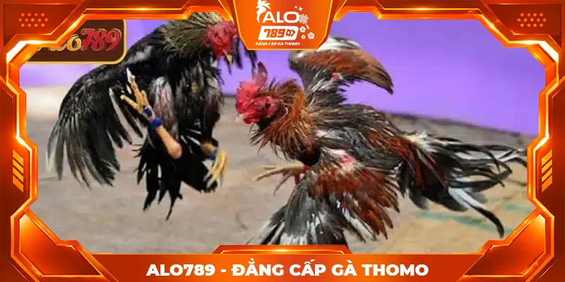 Quy định cơ bản trong chọi gà cựa dao tại ALO789 Quy định cơ bản trong chọi gà cựa dao tại ALO789
