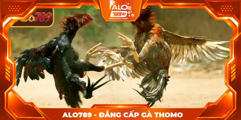 Sơ lược về đá gà cựa dao ALO789 Sơ lược về đá gà cựa dao ALO789