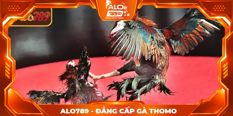 Sơ lược về đá gà cựa sắt ALO789 Sơ lược về đá gà cựa sắt ALO789