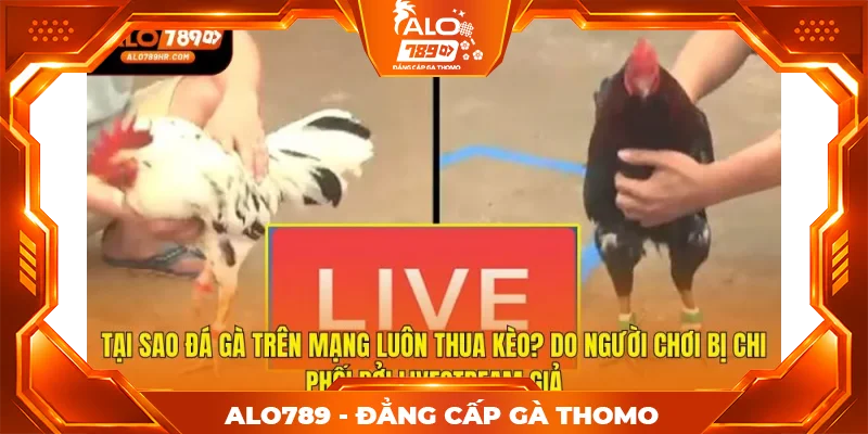 Tại sao đá gà trên mạng luôn thua kèo? Do người chơi bị chi phối bởi livestream giả