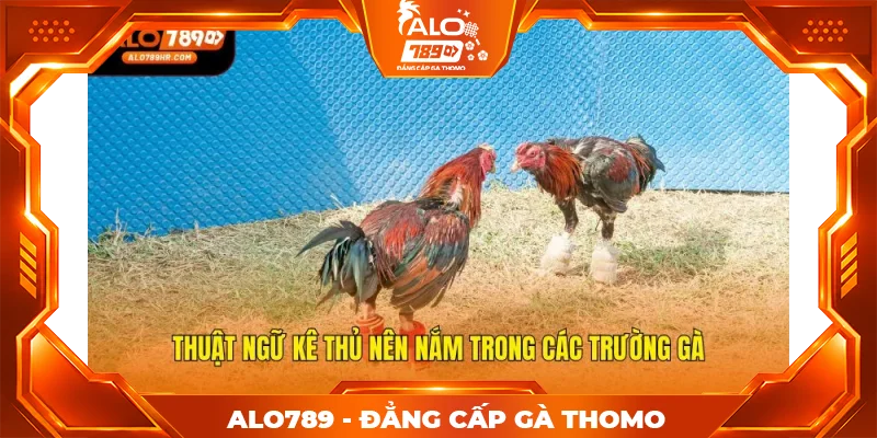 Thuật ngữ kê thủ nên nắm trong các trường gà