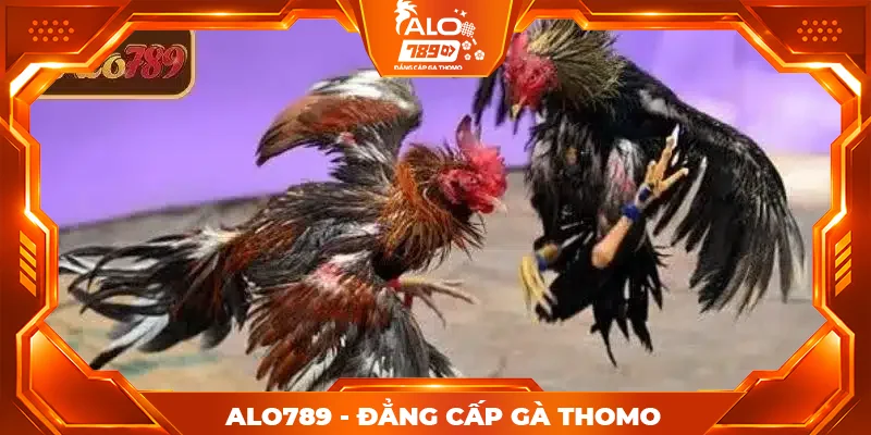 Tổng quan về lịch đá gà Thomo hôm nay ALO789