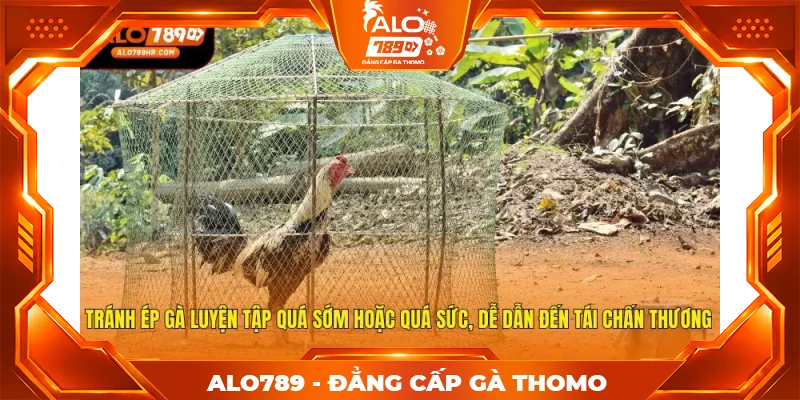 Tránh ép gà luyện tập quá sớm hoặc quá sức, dễ dẫn đến tái chấn thương