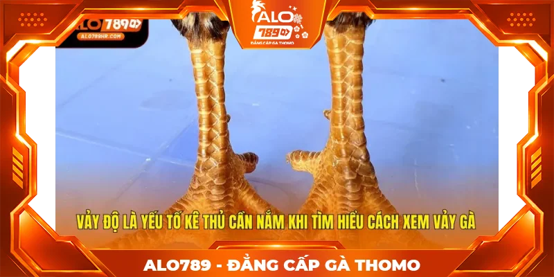 Vảy độ là yếu tố kê thủ cần nắm khi tìm hiểu cách xem vảy gà