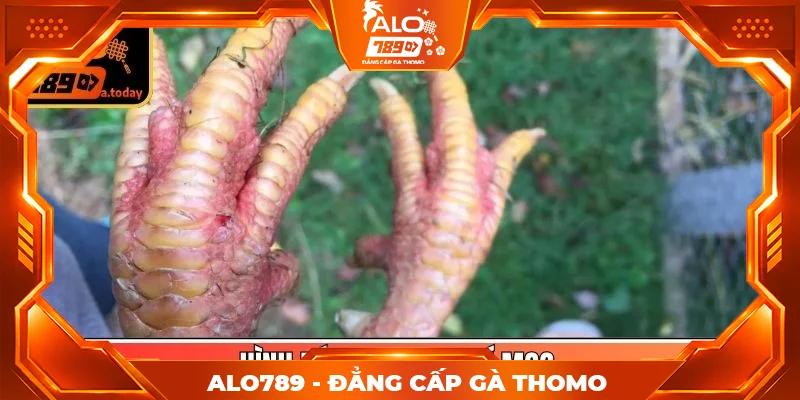 Hình dáng cựa, vị trí mọc