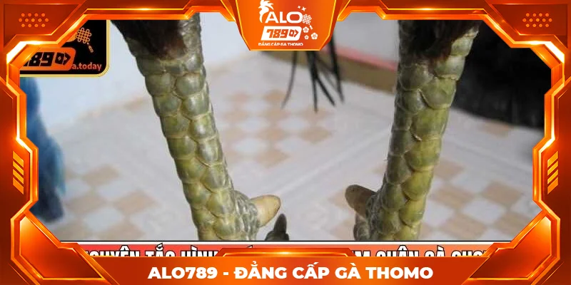 Nguyên tắc hình thái học khi xem chân gà chọi